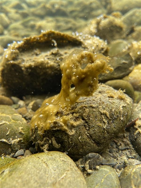 Toxic algae under the water; small green-brown mats partially clinging to rocks and partially detached