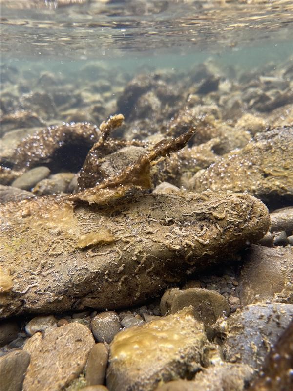 Toxic algae under the water; small green-brown mats partially clinging to rocks and partially detached