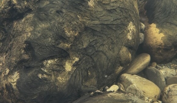 Toxic algae under the water; dark brown-green mats clinging to rocks