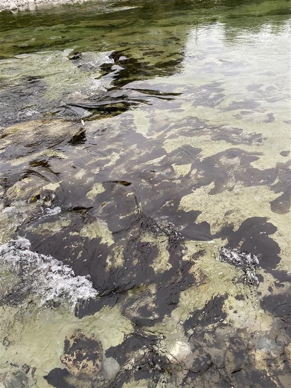 Toxic algae seen from above the water - irregular black mats spreading across the bottom of the river