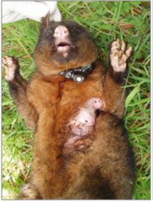 A TB-infected possum with open abscesses in its armpit (a common site of infection), from which highly infective pus is draining.