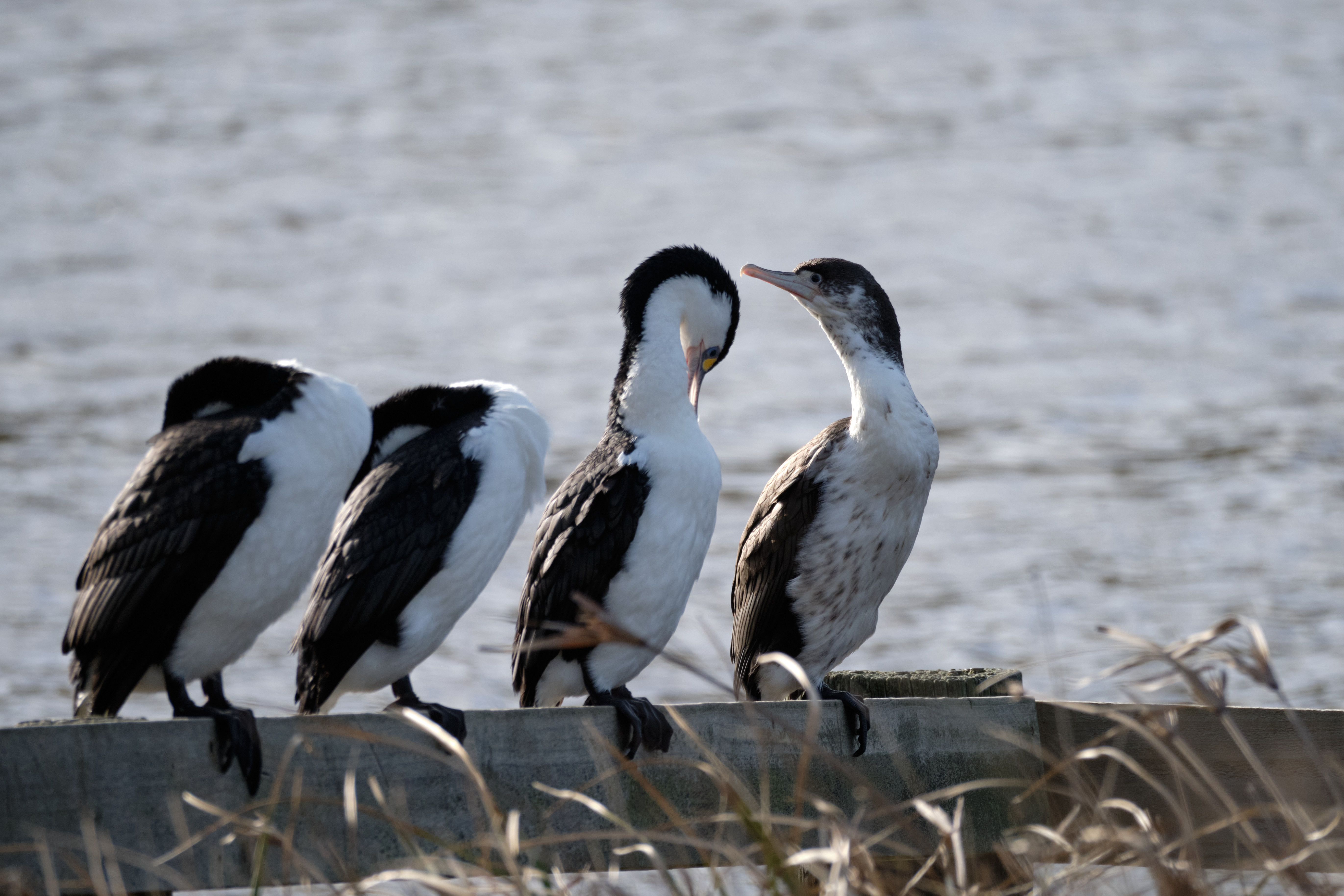 Four shags perched in a row on a fence