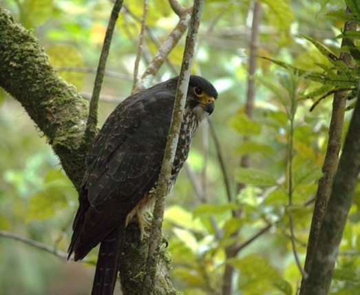 Kārearea perched in a tree