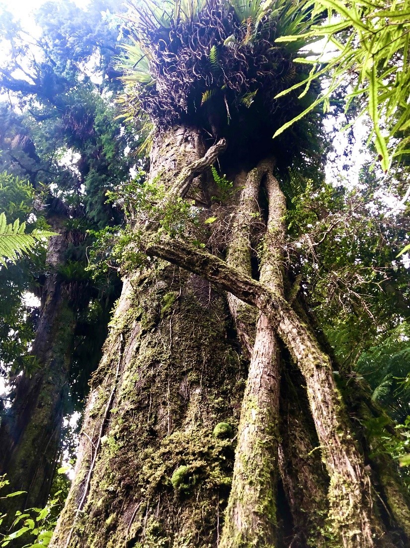 old forest guided walk