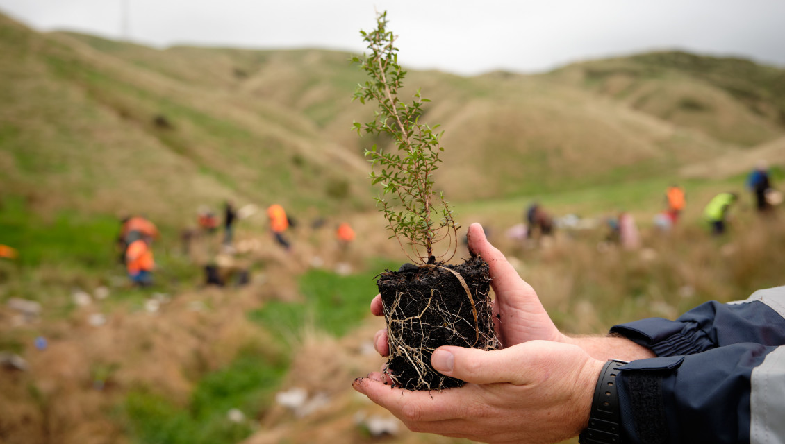 J002246 Belmont Porirua Planting Day 2023 37 cropped