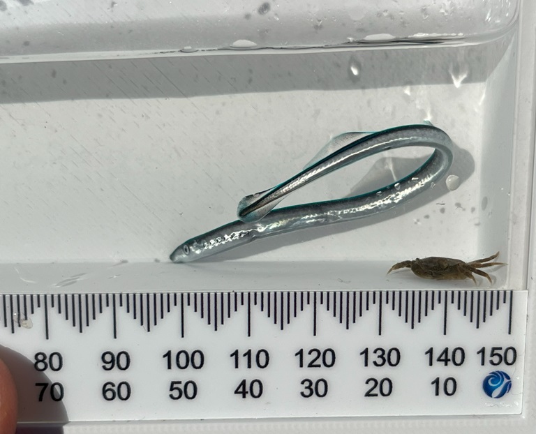A juvenile lamprey and a small crab in a container
