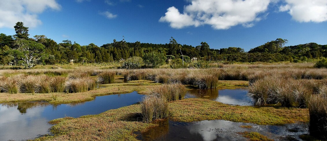 A wetland filled with thriving plants on a sunny day