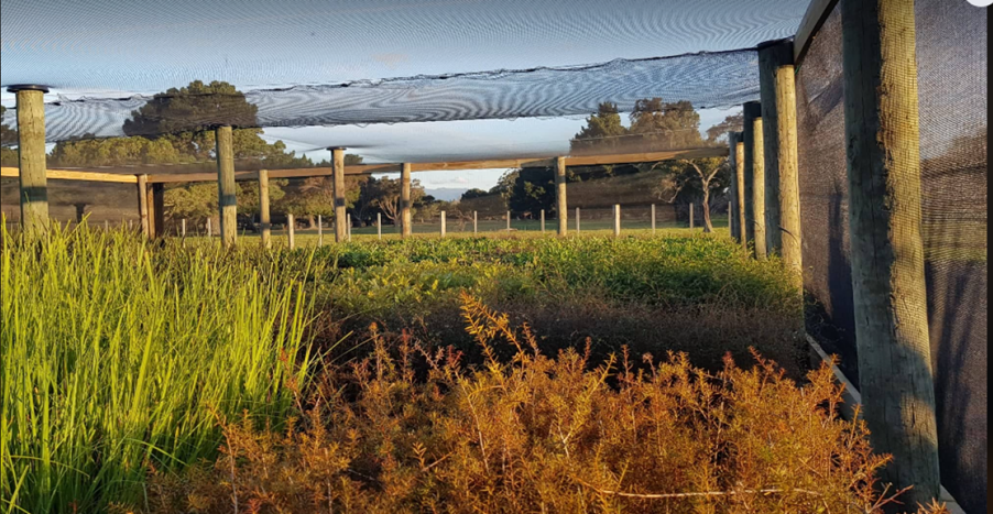 Seedlings in the nursery