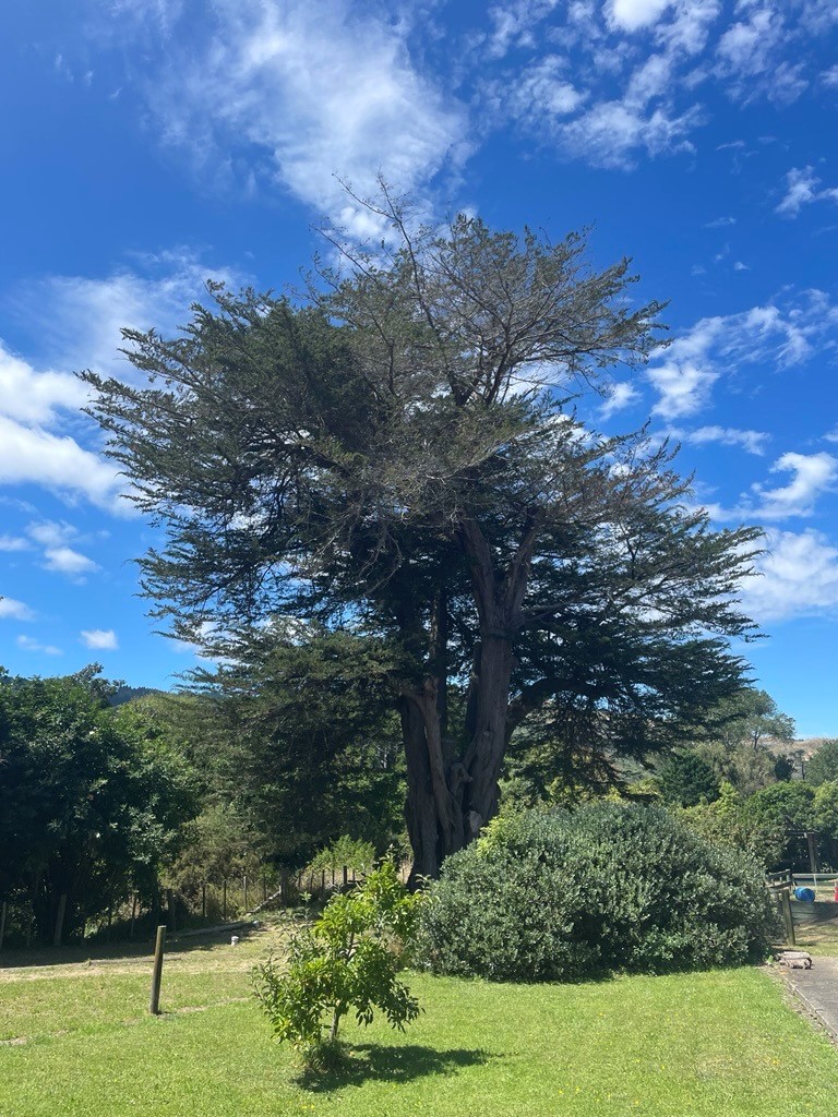 A large tree in Battle Hill that staff will be working on trimming