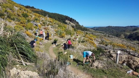 Restoration work at Belmont Regional Park