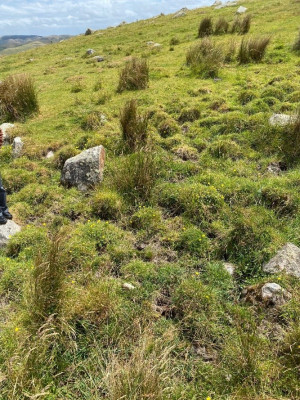 Pugging impacts from stock on the Boulder Hill wetland