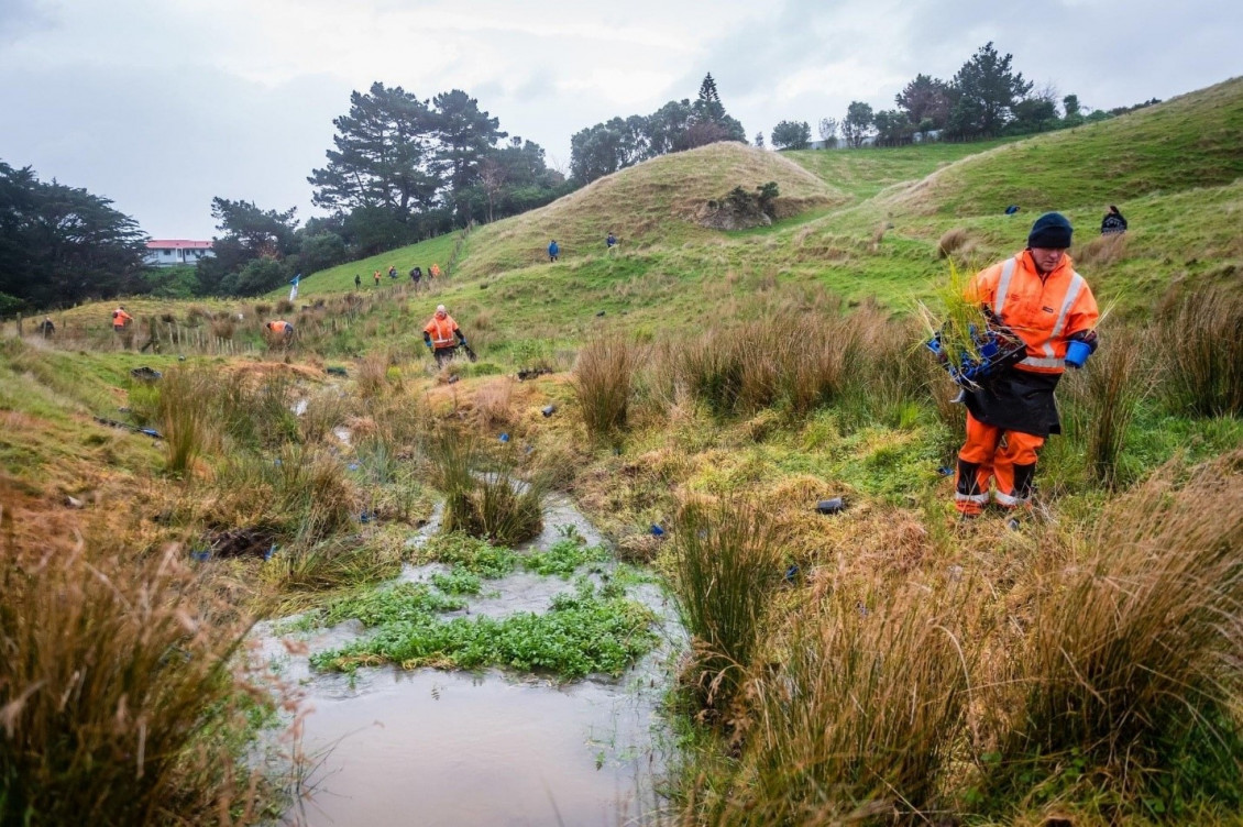 Restoration work at Belmont Regional Park