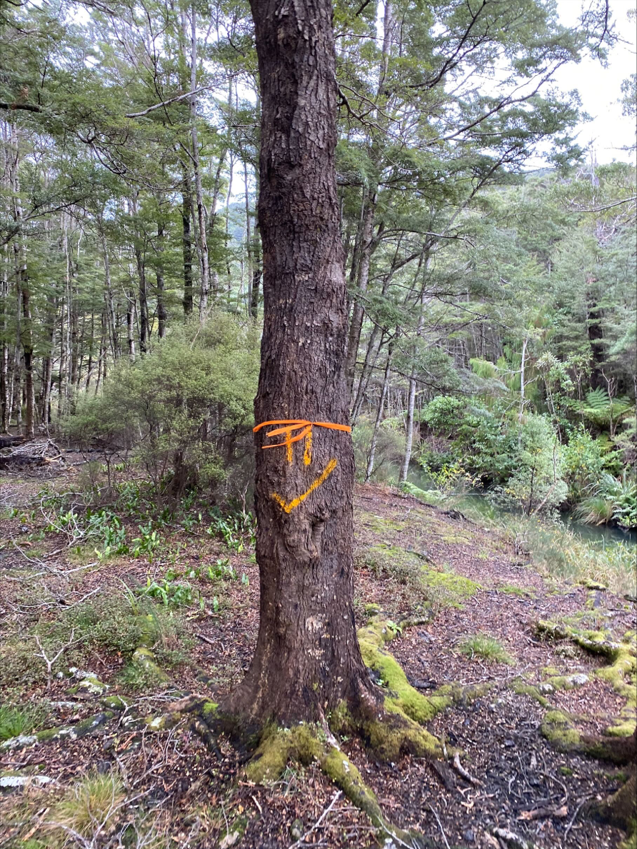 One of the beech trees with damaged roots, indicated by an orange cord around the trunk