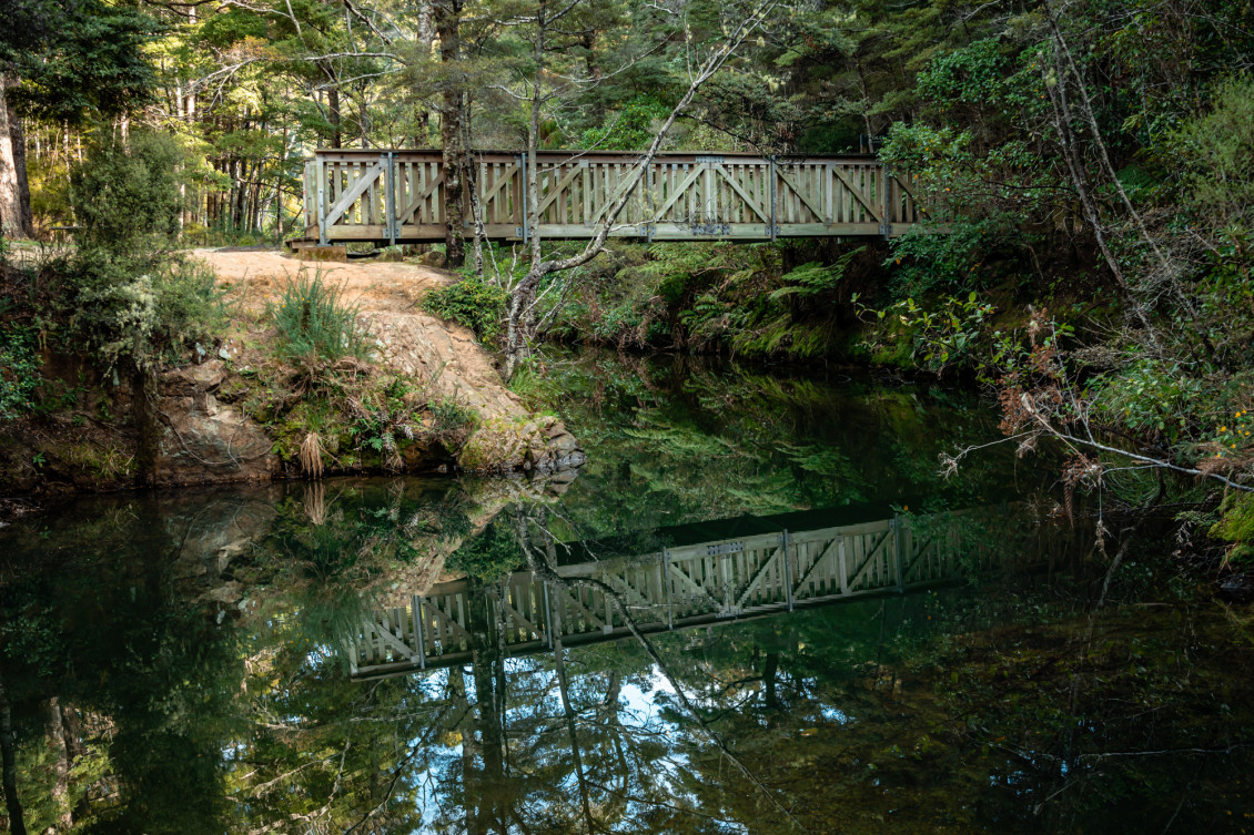 Northern Forest A7305424 LR