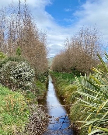 Non-native trees along a riverbank in QEP