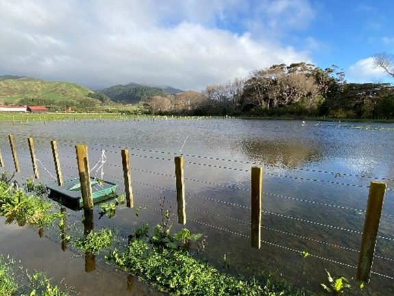 Wetland in Queen Elizabeth Park