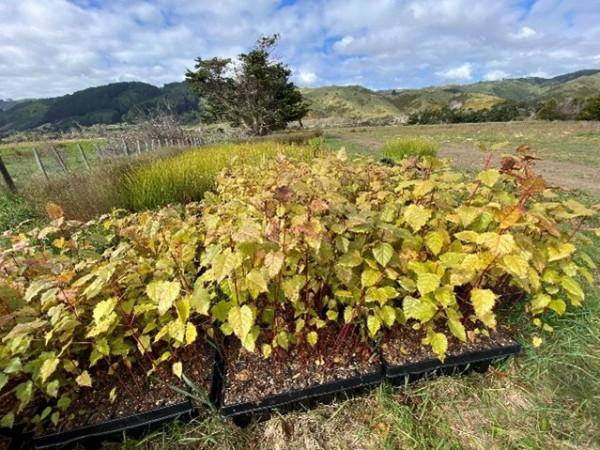 Seedlings waiting to be planted