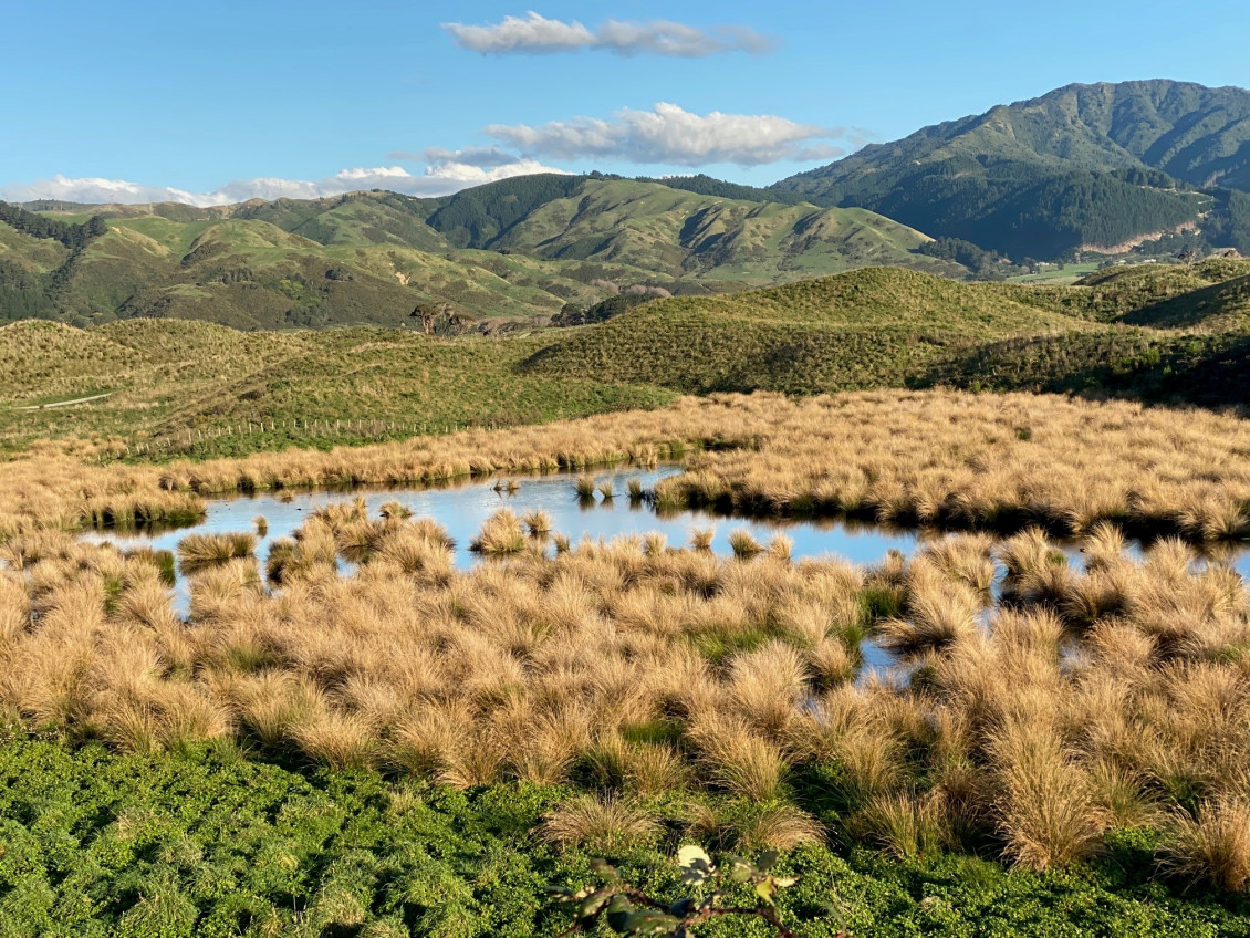 A wetland in Queen Elizabeth Park