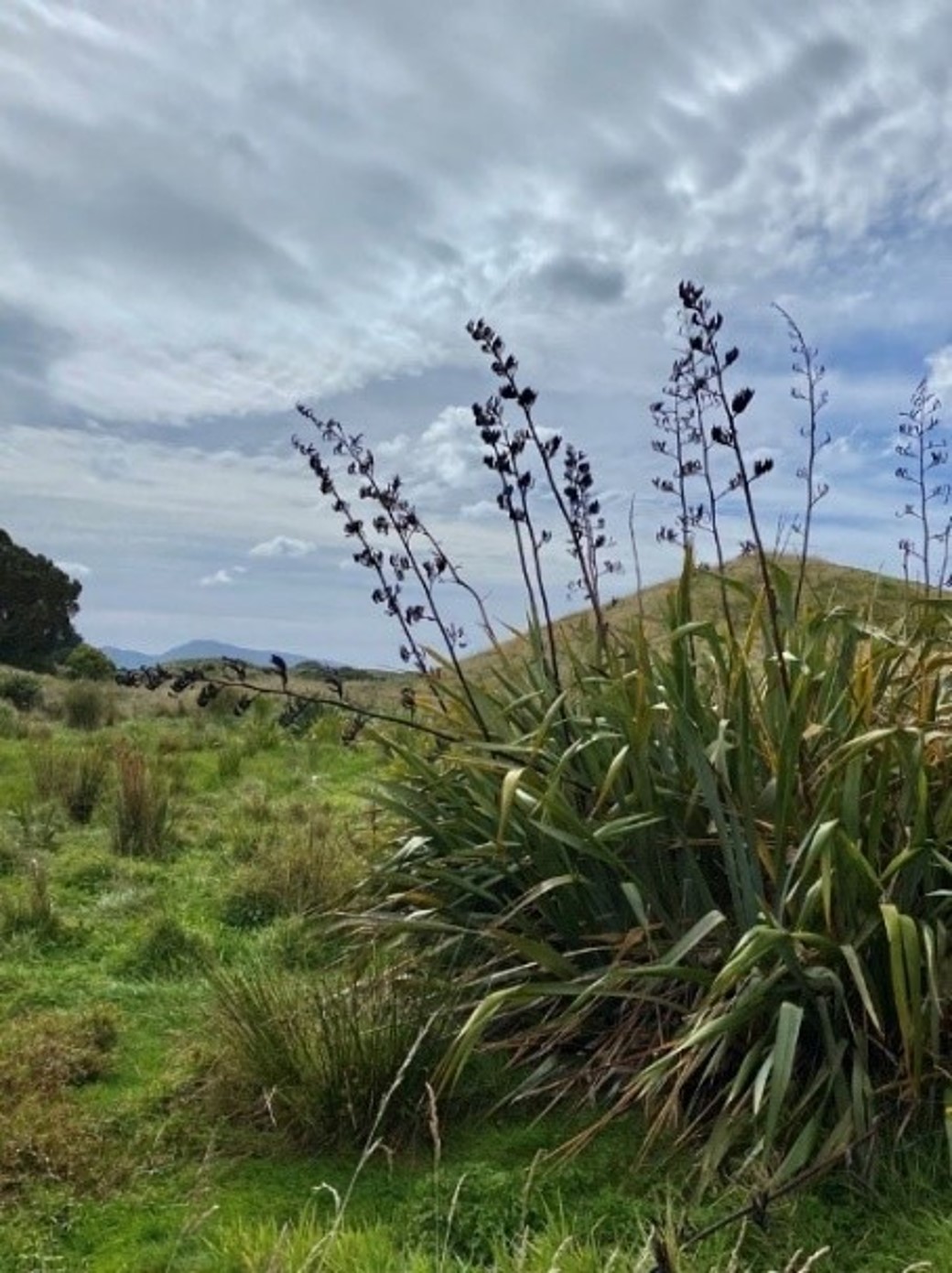 Flax plants at QEP