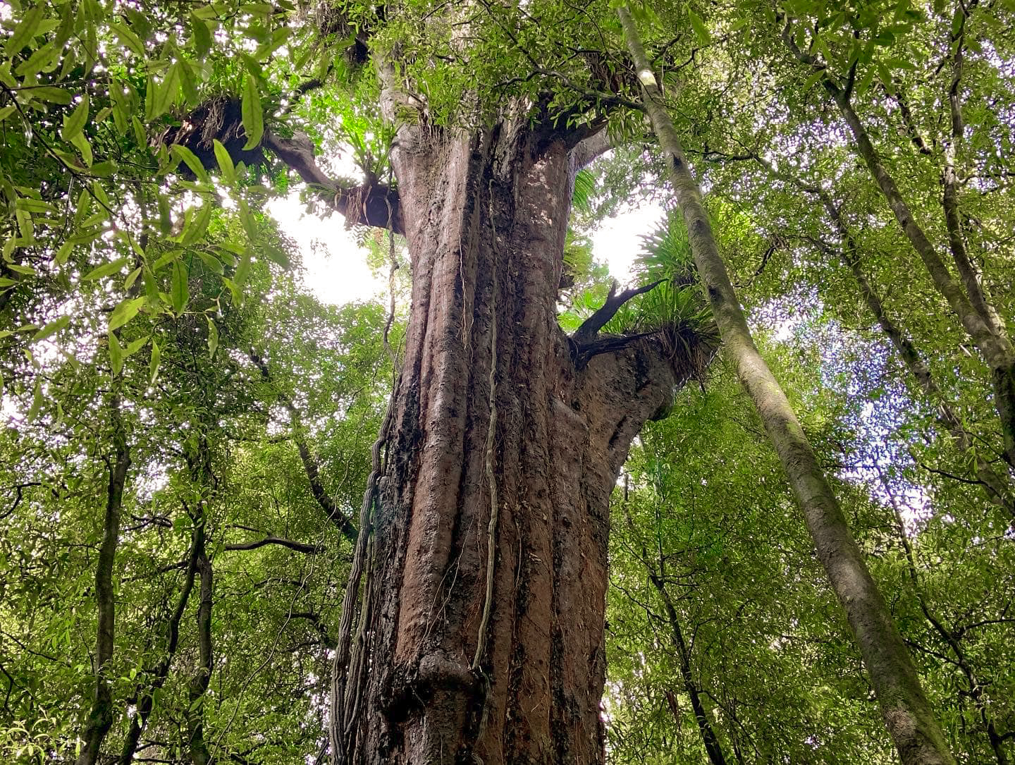 A photo looking up to the bright green forest canopy