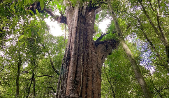 SOLD OUT: Wainuiomata Old Forest Walk