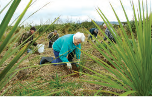 A group of people planting seedlings