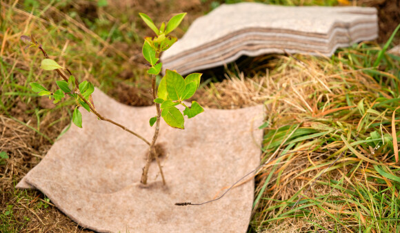 A sapling protected by a weed map