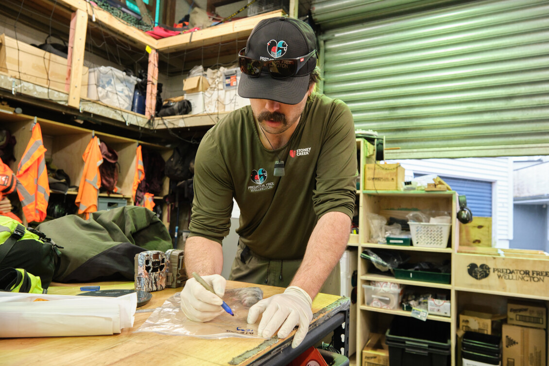 A Predator Free Wellington staff member labelling a bag with a pest specimen in it