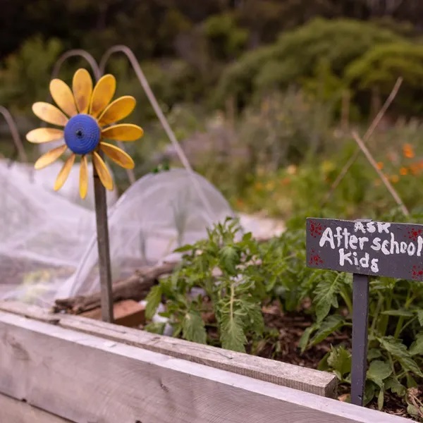 A close-up of the greenery in a community garden