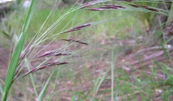 Chilean Needle Grass Auckland Council square