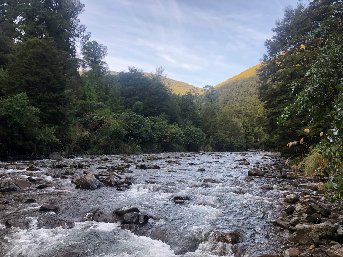 A view of the river in the Hutt Water Collection Area