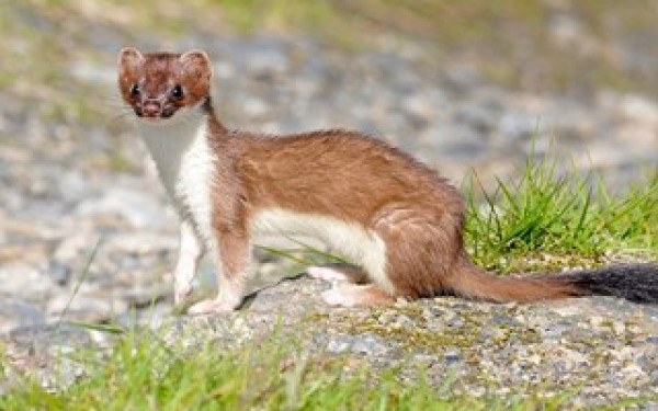 stoat 1