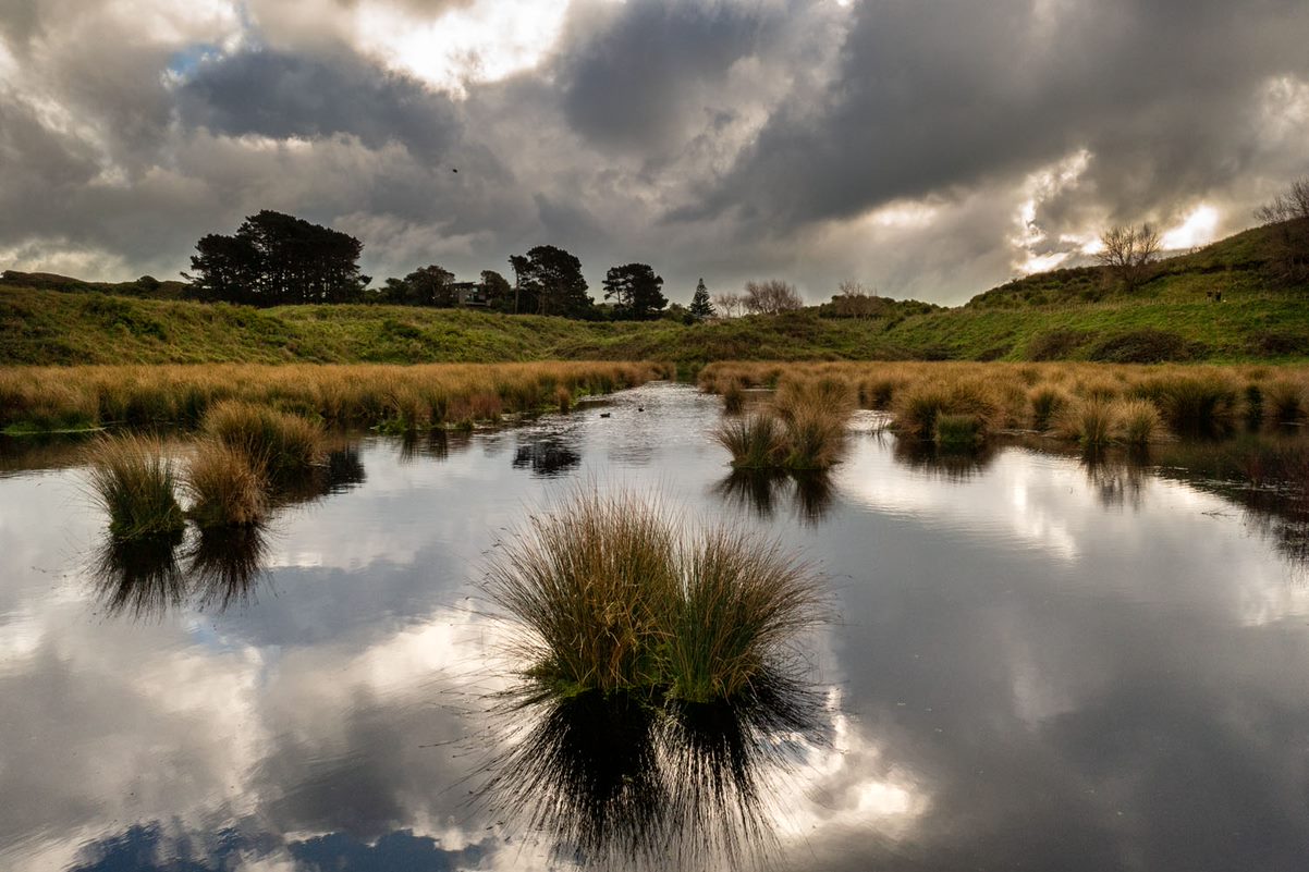 Wetlands at Queen Elizabeth Park