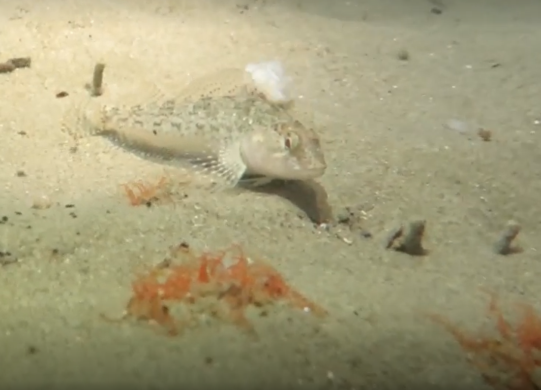 Triplefin in Porirua Harbour