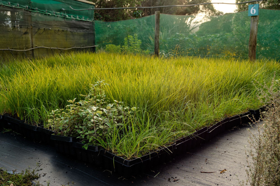 Seedlings for Queen Elizabeth Park 