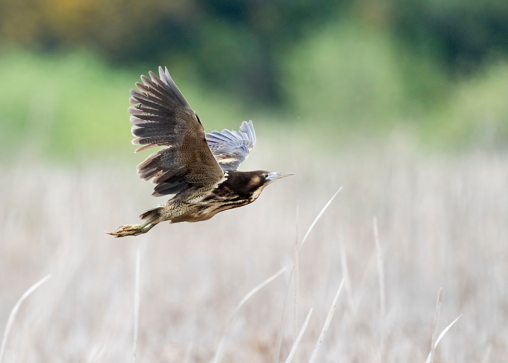 A bittern flying low over a wetland