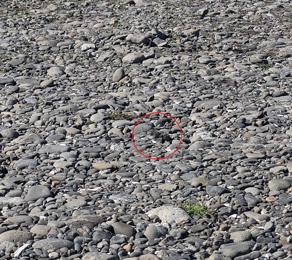 A dotterel chick perfectly camouflaged on a rocky shore, circled in red to show how difficult it is to spot them