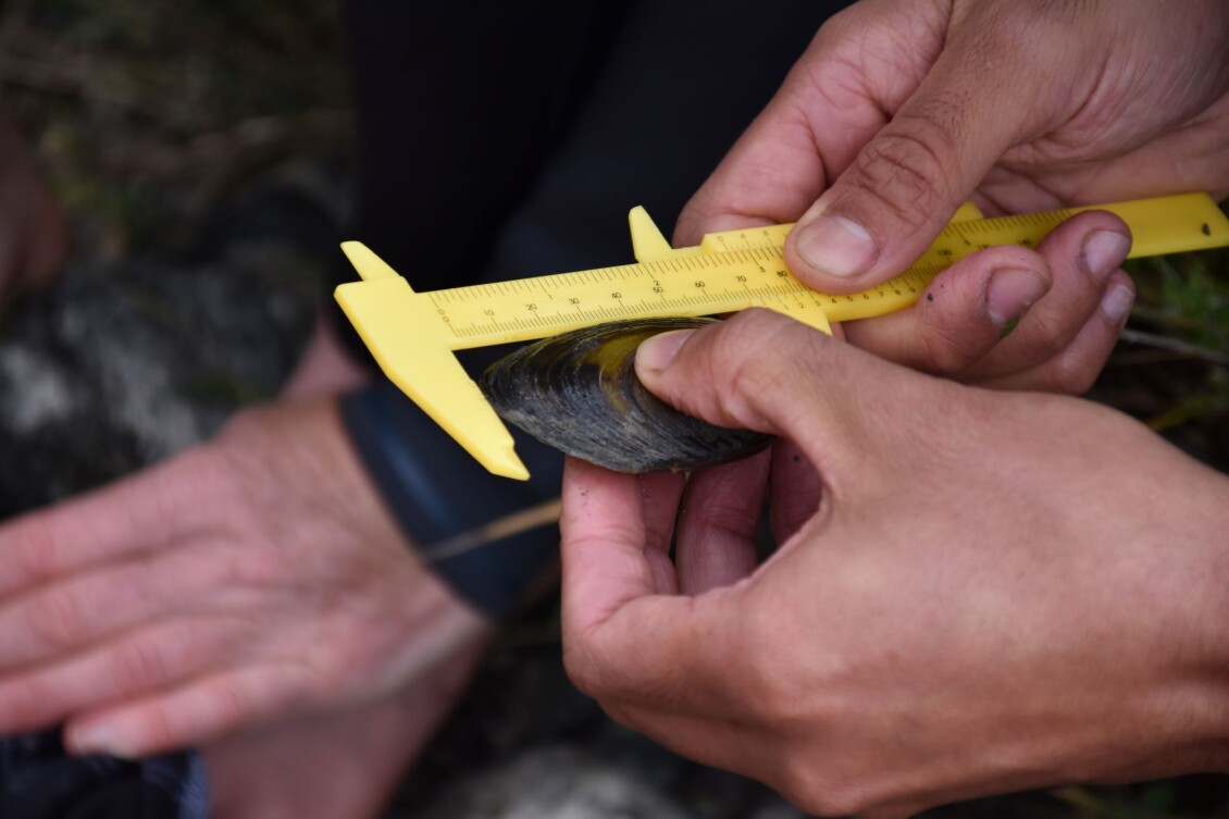 A close up of hands measuring a kākahi with calipers