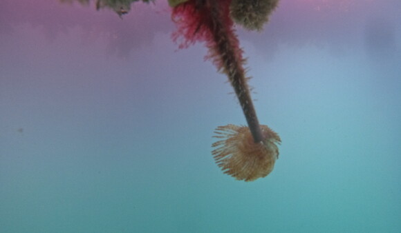 Clean boat hulls key to keeping invasive fanworm out of region