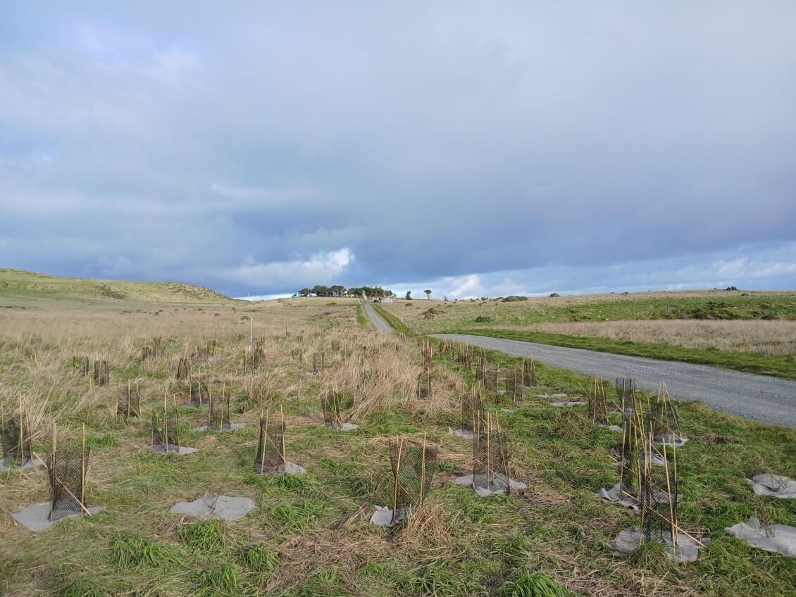 Baring Head fire break planting 1 v2