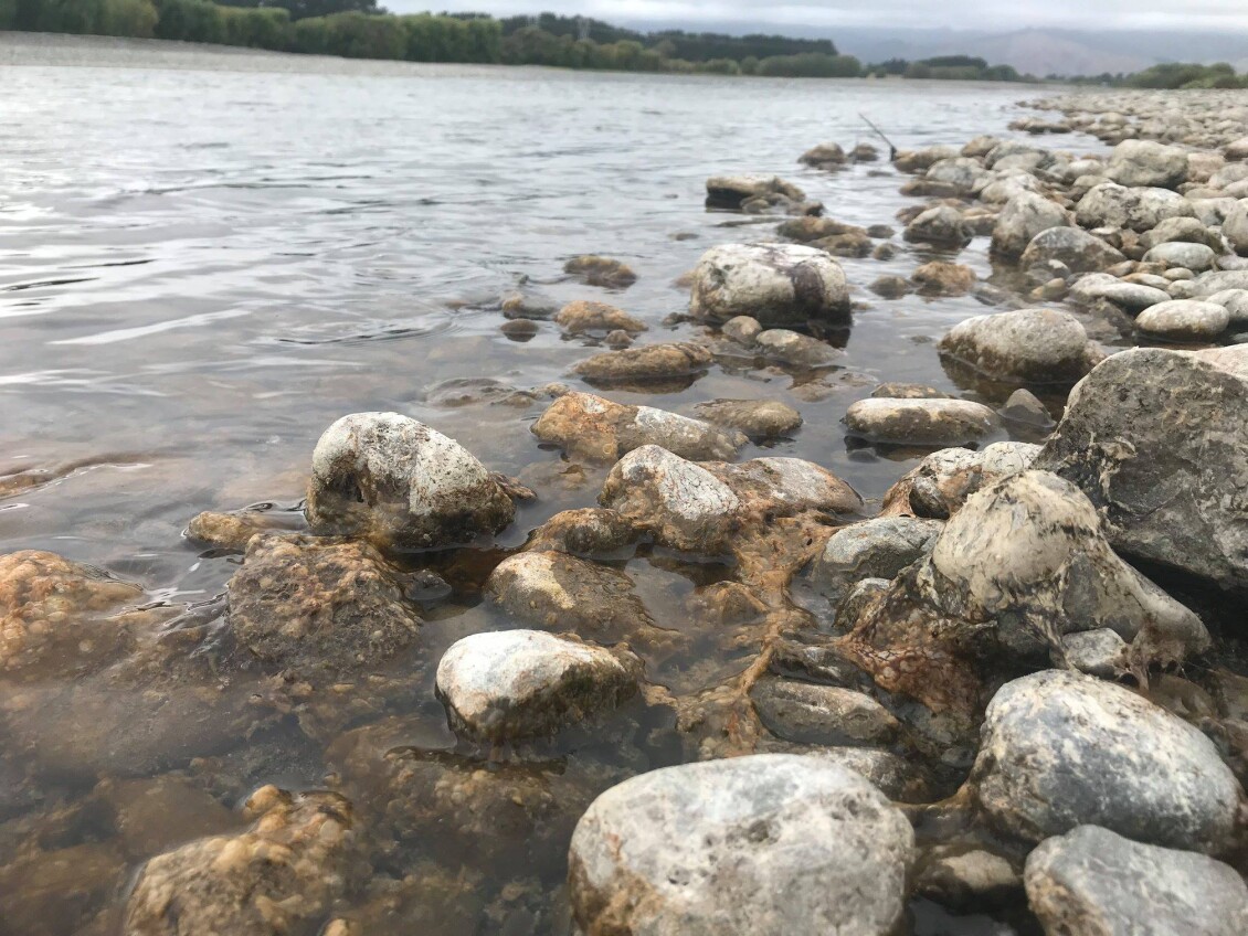 Detached mats of toxic algae along the riverbank, pale and crispy where it has dried on the rocks