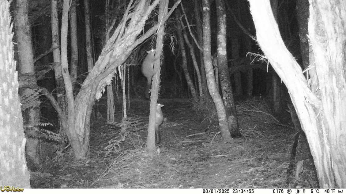 Image from trail cam footage of possums on a tree trunk
