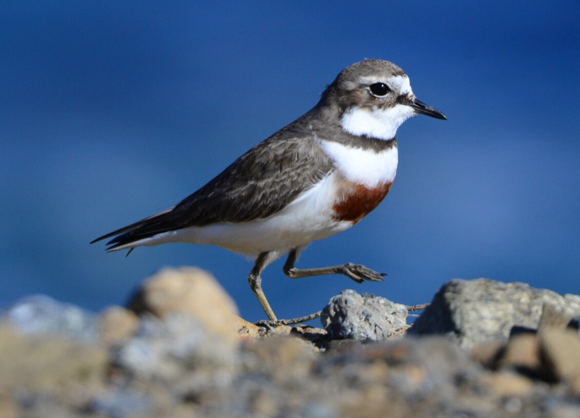 Banded dotterel walking across a rocky shoreline with blue water in the background.