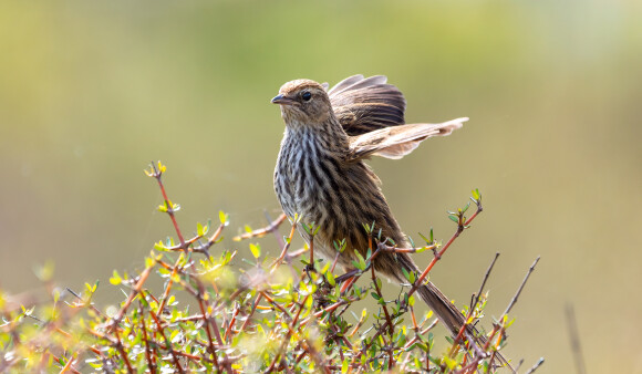 Mātātā - Fernbird