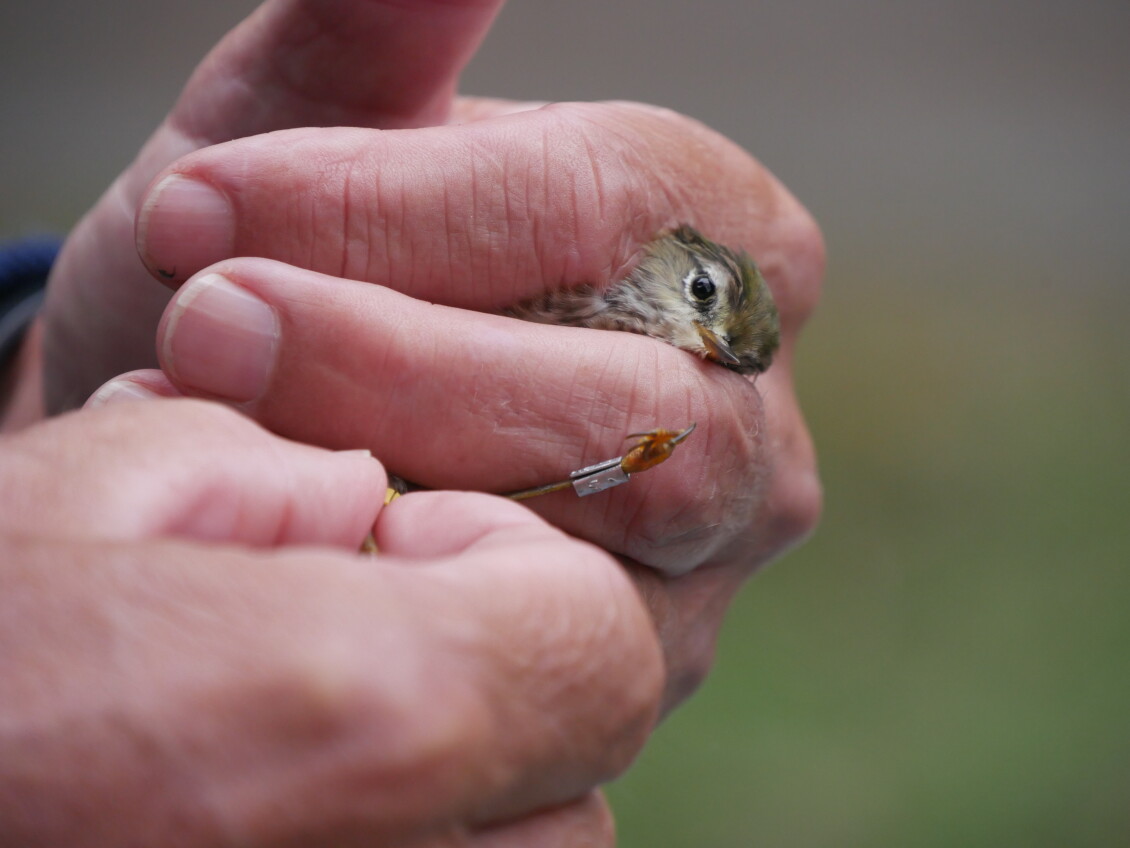 A banded titipounamu being gently held by a volunteer