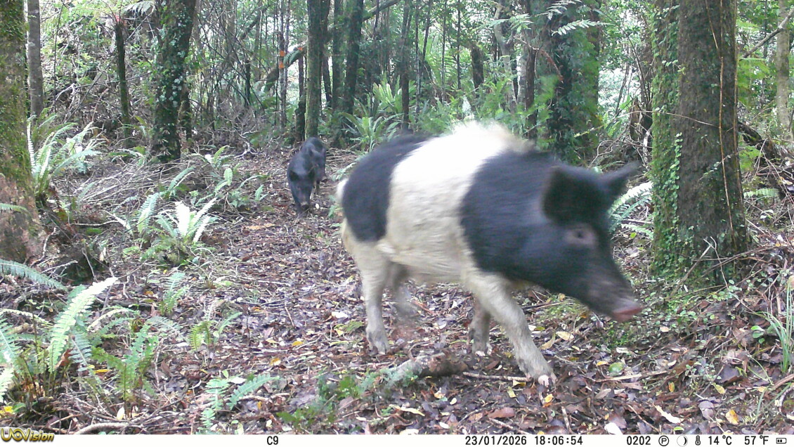 Picture of pigs taken by Greater Wellington trail cameras in the Wainuiomata Water Collection Area
