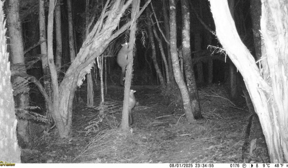 Image from trail cam footage of possums on a tree trunk